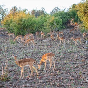 2024-04-28 - Een hele troep Impalas<br/>Chobe NP - Muchenje - Botswana<br/>Canon EOS R6m2 - 100 mm - f/7.1, 0.01 sec, ISO 2000