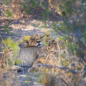2024-05-05 - Twee jonge leeuwtjes liggen met de kop op mama<br/>Deception Valley Lodge - Central Kalahari Game Reserve - Botswana<br/>Canon EOS R6m2 - 400 mm - f/7.1, 1/160 sec, ISO 800