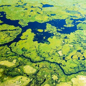 2024-05-01 - Het ziet eruit als een soep van kroos en waterplanten<br/>Onderweg (vliegtuigje) - Okavango Delta - airstrip Kwai R - Botswana<br/>Canon EOS R6m2 - 37 mm - f/7.1, 1/640 sec, ISO 800