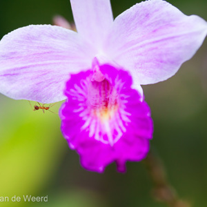 2009-08-16 - Orchidee met mier<br/>Hotel Sepilok Nature Resort - Sandakan - Maleisië<br/>Canon EOS 50D - 60 mm - f/3.2, 1/400 sec, ISO 200