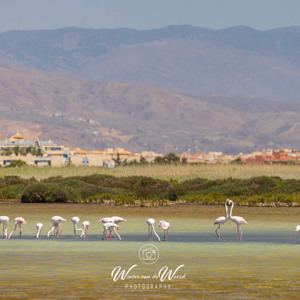 2023-04-21 - Flamingos voor de bergen<br/>Punta Entinas-Sabinar - San Augustin - Spanje<br/>Canon EOS R5 - 330 mm - f/8.0, 1/800 sec, ISO 400