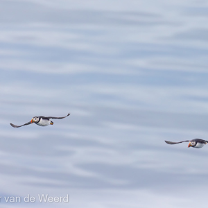 2022-07-20 - Papegaaiduikers in duo-vlucht<br/>Spitsbergen<br/>Canon EOS R5 - 400 mm - f/5.6, 1/2500 sec, ISO 800