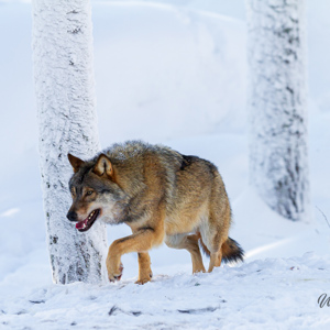2011-02-10 - Wolf op pad in de sneeuw<br/>Ranua Wildlife Park - Ranua - Finland<br/>Canon EOS 7D - 300 mm - f/4.0, 1/1250 sec, ISO 200