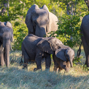 2024-04-27 - Leuk die speelse kleine olifantjes<br/>Chobe NP - Muchenje - Botswana<br/>Canon EOS R6m2 - 360 mm - f/7.1, 1/400 sec, ISO 1250