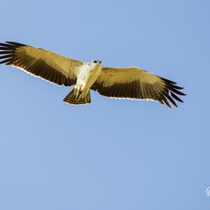 2024-04-27 - Fraaie roofvogel, maar welke?<br/>Chobe NP - Muchenje - Botswana<br/>Canon EOS R6m2 - 400 mm - f/7.1, 1/500 sec, ISO 1000