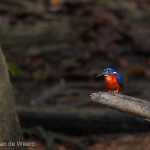 2009-08-18 - Menintingijsvogel (Alcedo meninting, Blue-eared KingFisher)<br/>Kinabatangan rivier - Sukua - Maleisië<br/>Canon EOS 50D - 400 mm - f/5.6, 1/160 sec, ISO 1600