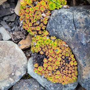 2022-07-21 - Kleurig detail in het landschap<br/>Sarkofagen - Lonngyearbyen - Spitsbergen<br/>Canon EOS R5 - 105 mm - f/8.0, 0.02 sec, ISO 400
