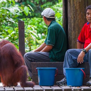 2009-08-16 - De rangers met bananen en melk<br/>Sepilok Orang-utan Rehabilitatio - Sandakan - Maleisië<br/>Canon EOS 50D - 235 mm - f/5.0, 1/400 sec, ISO 1600