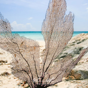 2008-07-27 - Aangespoeld koraal<br/>Strand bij Cabanas las Conchita - Tulum - Mexico<br/>Canon EOS 30D - 17 mm - f/4.0, 1/1000 sec, ISO 100