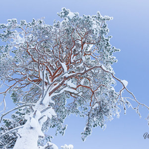 2011-02-12 - Besneeuwde boom<br/>Iso Syöte - Finland<br/>Canon EOS 7D - 24 mm - f/8.0, 0.05 sec, ISO 200