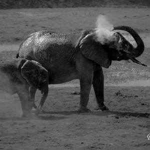 2024-04-28 - Na de modder kwam het stofbad<br/>Chobe NP - Muchenje - Botswana<br/>Canon EOS R6m2 - 164 mm - f/7.1, 1/200 sec, ISO 160