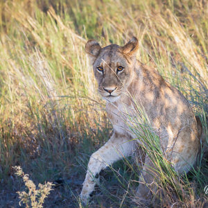 2024-04-28 - Leeuwin tussen het gras<br/>Chobe NP - Muchenje - Botswana<br/>Canon EOS R6m2 - 248 mm - f/8.0, 1/320 sec, ISO 2000