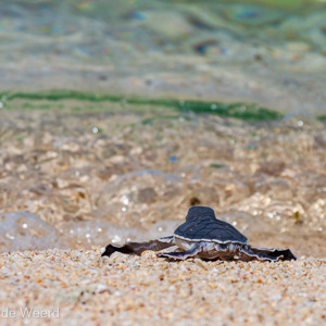2009-08-15 - Oei wat veel water, durf ik wel?<br/>Pulau Selingan - Maleisië<br/>Canon EOS 50D - 400 mm - f/8.0, 1/640 sec, ISO 100