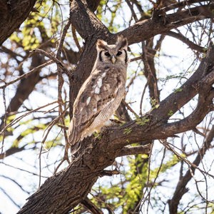 2024-05-06 - Verreauxs oehoe (denk ik, Bubo lacteus)<br/>Deception Valley Lodge - Central Kalahari Game Reserve - Botswana<br/>Canon EOS R6m2 - 349 mm - f/6.3, 1/500 sec, ISO 1000
