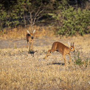 2024-05-06 - Twee steenbokken zaten achter elkaar aan<br/>Deception Valley Lodge - Central Kalahari Game Reserve - Botswana<br/>Canon EOS R6m2 - 340 mm - f/6.3, 1/400 sec, ISO 125