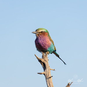 2024-04-28 - Vorkstaartscharrelaar <br/>Chobe NP - Muchenje - Botswana<br/>Canon EOS R6m2 - 400 mm - f/7.1, 1/400 sec, ISO 200