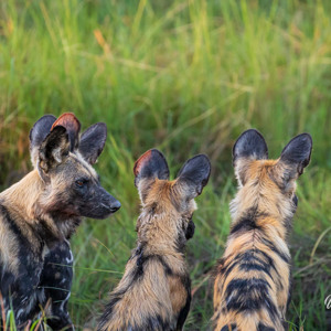 2024-05-01 - Wilde honden hebben duidelijk een goed gehoor<br/>Kwai Lediba Camp - Kwai (Okavango Delta) - Botswana<br/>Canon EOS R6m2 - 330 mm - f/6.3, 1/320 sec, ISO 6400