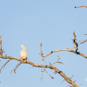 2024-05-02 - Pelikaan in een boom ?!?<br/>Moremi Game Reserve - Kwai (Okavango Delta) - Botswana<br/>Canon EOS R6m2 - 400 mm - f/7.1, 1/400 sec, ISO 250