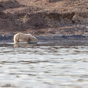 2022-07-15 - Afkoelen in het water<br/>Spitsbergen<br/>Canon EOS R5 - 400 mm - f/5.6, 1/2000 sec, ISO 800