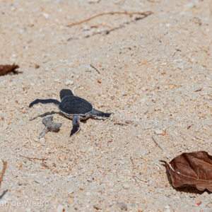 2009-08-15 - Midden overdag, een schildpadje op weg naar zee<br/>Pulau Selingan - Maleisië<br/>Canon EOS 50D - 105 mm - f/8.0, 1/640 sec, ISO 200