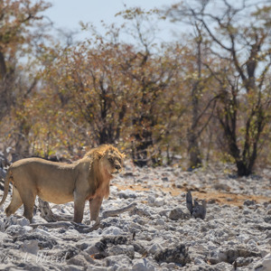 2007-08-18 - De eerste leeuw die we zien in Etosha<br/>Etosha NP - Namibie<br/>Canon EOS 30D - 400 mm - f/6.3, 1/800 sec, ISO 200