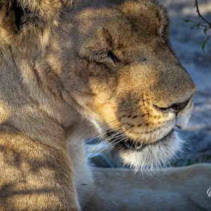 2024-05-05 - Licht en schaduw op de kop van de leeuwin<br/>Deception Valley Lodge - Central Kalahari Game Reserve - Botswana<br/>Canon EOS R6m2 - 248 mm - f/6.3, 1/320 sec, ISO 500