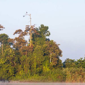 2009-08-19 - Drie vogels hoog in een boom<br/>Kinabatangan rivier - Sukua - Maleisië<br/>Canon EOS 50D - 115 mm - f/5.0, 1/640 sec, ISO 160