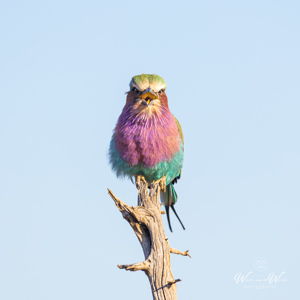 2024-04-28 - Vorkstaartscharrelaar <br/>Chobe NP - Muchenje - Botswana<br/>Canon EOS R6m2 - 371 mm - f/7.1, 1/400 sec, ISO 100