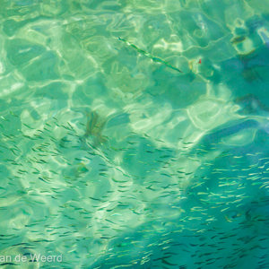 2009-08-25 - Visjes, heel veel visjes<br/>Pulau Ular (of Pulau Kalampunian - (bij Pulau Tiga) - Maleisië<br/>Canon EOS 50D - 65 mm - f/13.0, 1/60 sec, ISO 200