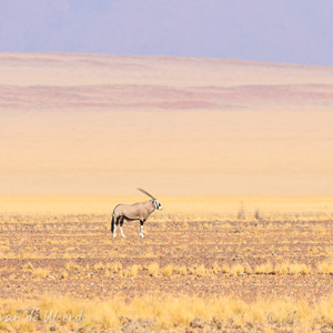 2007-08-10 - Gemsbok op de verlaten vlakte<br/>Onderweg - Betta - Sesriem - Namibie<br/>Canon EOS 30D - 400 mm - f/8.0, 1/1250 sec, ISO 200