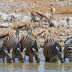 2007-08-17 - Waterpoel bij Okaukuejo<br/>Etosha NP - Namibie<br/>Canon EOS 30D - 400 mm - f/11.0, 1/160 sec, ISO 100