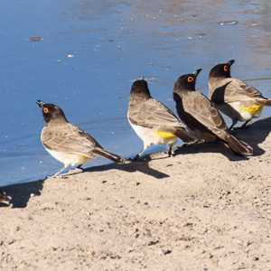 2024-05-05 - Maskerbuulbuul (African red-eyed bulbul)<br/>Deception Valley Lodge - Central Kalahari Game Reserve - Botswana<br/>Canon PowerShot SX70 HS -  - , , ISO 100