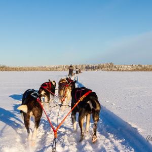 2011-02-09 - Over de stille vlaktes<br/>Finn Jan Huskyfarm - Jurmu - Finland<br/>Canon EOS 7D - 32 mm - f/8.0, 1/320 sec, ISO 200