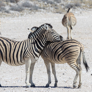 2007-08-18 - Zebra streepjes<br/>Etosha NP - Namibie<br/>Canon EOS 30D - 320 mm - f/8.0, 1/500 sec, ISO 200
