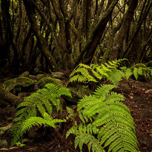 2022-11-12 - De varens steken mooi af<br/>La Zarza en La Zarcita - La Palma - Canarische eilanden - Spanje<br/>Canon EOS R5 - 24 mm - f/8.0, 1/6 sec, ISO 400
