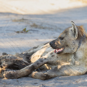 2024-05-01 - Hyena met jong<br/>Kwai Lediba Camp - Kwai (Okavango Delta) - Botswana<br/>Canon EOS R6m2 - 400 mm - f/8.0, 1/160 sec, ISO 800