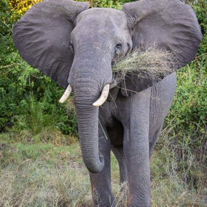 2024-04-30 - De olifant stond lekker te eten, maar wel in onze weg<br/>Kala Camp - Okavango Delta - Botswana<br/>Canon EOS R6m2 - 100 mm - f/7.1, 1/125 sec, ISO 4000
