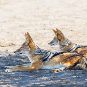 2024-05-06 - De twee zadeljakhalsen waren waakzaam<br/>Deception Valley Lodge - Central Kalahari Game Reserve - Botswana<br/>Canon EOS R6m2 - 400 mm - f/8.0, 1/250 sec, ISO 800