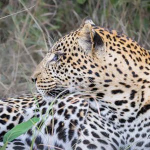 2024-05-01 - Luipaard - wat een prachtige kop<br/>Kwai Lediba Camp - Kwai (Okavango Delta) - Botswana<br/>Canon EOS R6m2 - 263 mm - f/7.1, 1/125 sec, ISO 3200