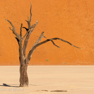 2007-08-11 - Gracieus als een danseres<br/>Sossusvlei - Deadvlei - Sesriem - Namibie<br/>Canon EOS 30D - 115 mm - f/16.0, 1/200 sec, ISO 200