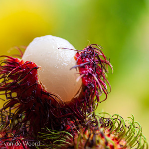2009-08-04 - Rambutan, lekkere vrucht<br/>Kuala Selangor - Maleisië<br/>Canon EOS 50D - 60 mm - f/3.2, 1/800 sec, ISO 200