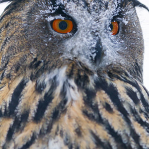 2011-02-10 - Oehoe (Bubo bubo) portret<br/>Ranua Wildlife Park - Ranua - Finland<br/>Canon EOS 7D - 300 mm - f/2.8, 1/800 sec, ISO 800