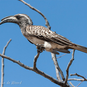 2007-08-20 - Grijze Neushoornvogel<br/>Etosha NP - Namibie<br/>Canon EOS 30D - 250 mm - f/8.0, 1/800 sec, ISO 200