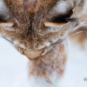 2011-02-10 - Oren met pluimpjes van een Lynx<br/>Ranua Wildlife Park - Ranua - Finland<br/>Canon EOS 7D - 420 mm - f/4.0, 1/200 sec, ISO 200