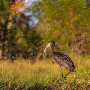 2024-05-02 - Afrikaanse gaper (African Openbill, Anastomus lamelligerus)<br/>Kwai rivier - Kwai (Okavango Delta) - Botswana<br/>Canon EOS R5 - 200 mm - f/7.1, 1/250 sec, ISO 500