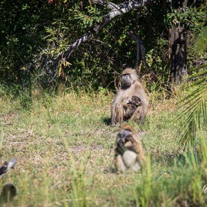2024-04-30 - Familie baviaan<br/>Kala Camp - Okavango Delta - Botswana<br/>Canon EOS R6m2 - 400 mm - f/7.1, 1/500 sec, ISO 400
