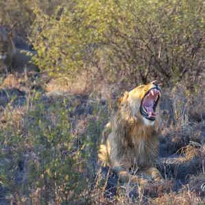 2024-05-07 - Het lijkt een brul, maar het is een enorme gaap<br/>Deception Valley Lodge - Central Kalahari Game Reserve - Botswana<br/>Canon EOS R6m2 - 214 mm - f/6.3, 1/250 sec, ISO 500