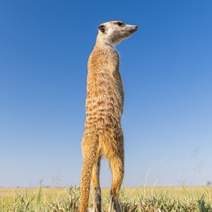 2024-05-04 - Met de groothoeklens van zeer dichtbij<br/>Makgadikgadi NP - Gweta - Botswana<br/>Canon EOS R5 - 24 mm - f/7.1, 1/160 sec, ISO 100