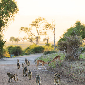 2024-04-28 - Een hele troep bavianen en twee impalas<br/>Chobe NP - Muchenje - Botswana<br/>Canon EOS R6m2 - 300 mm - f/7.1, 1/320 sec, ISO 1250