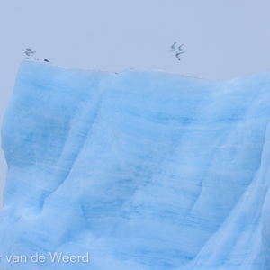 2022-07-17 - De vogels hangen wat rond op en rond de ijsschots<br/>Kvitoya - Spitsbergen<br/>Canon EOS R5 - 158 mm - f/5.6, 1/2000 sec, ISO 800